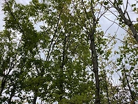 Groene beuk - parkboom