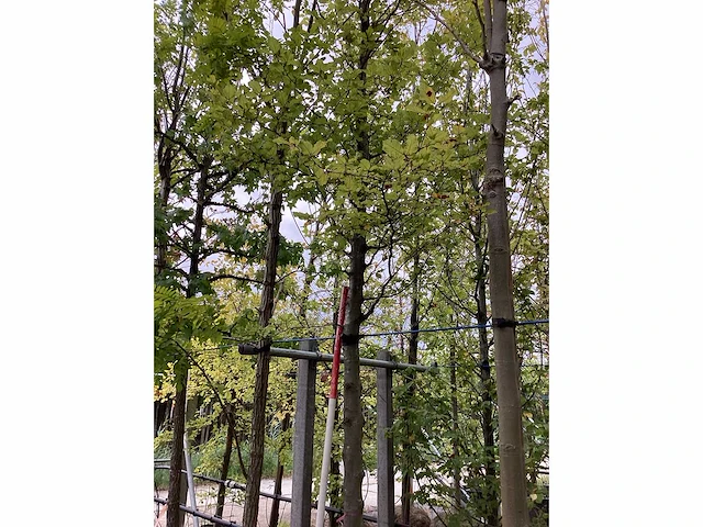 Groene beuk - parkboom - afbeelding 2 van  3