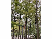 Groene beuk - parkboom - afbeelding 2 van  3