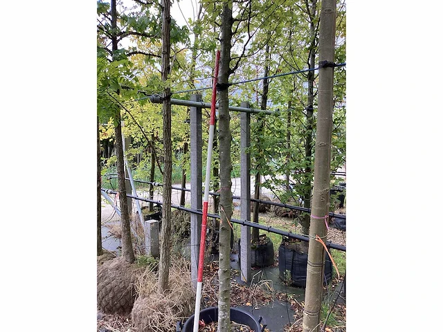 Groene beuk - parkboom - afbeelding 3 van  3