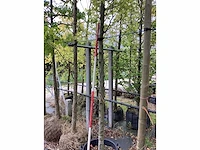 Groene beuk - parkboom - afbeelding 3 van  3