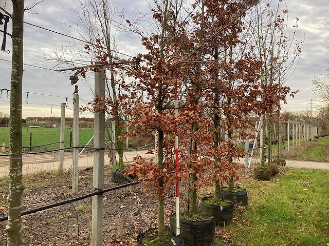 Groene beuk - sierbomen (2x) - afbeelding 1 van  3