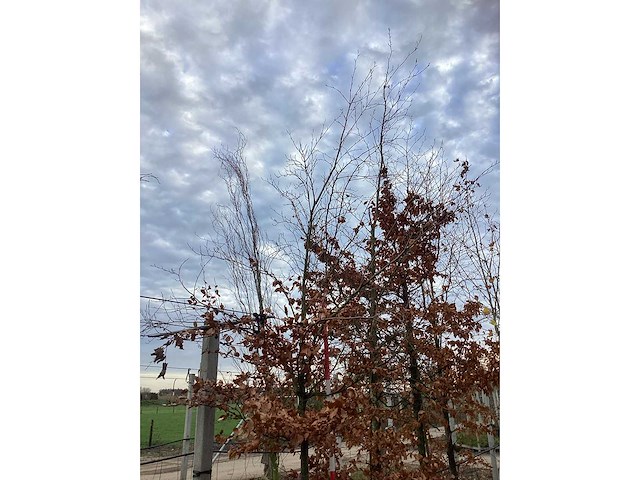 Groene beuk - sierbomen (2x) - afbeelding 3 van  3