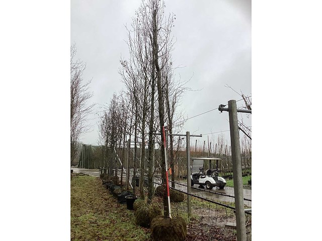 Groene beuk - sierbomen - afbeelding 2 van  3