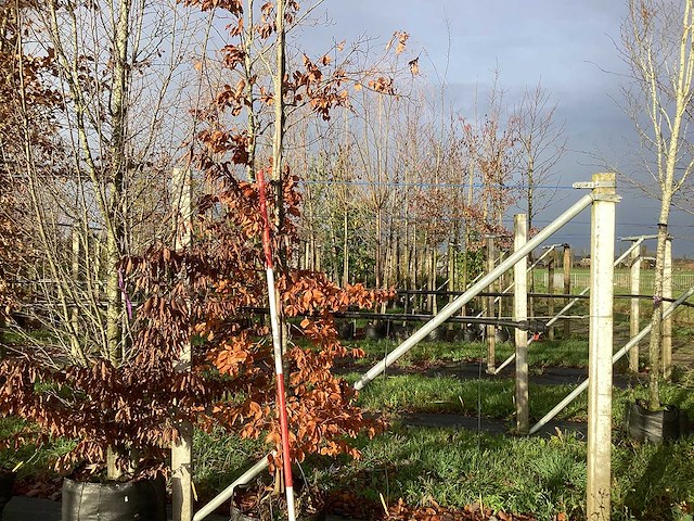 Groene beuk - sierboom - afbeelding 1 van  3