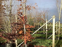 Groene beuk - sierboom - afbeelding 1 van  3