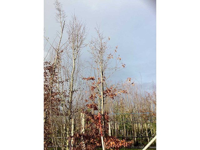 Groene beuk - sierboom - afbeelding 2 van  3