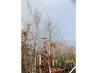 Groene beuk - sierboom - afbeelding 2 van  3