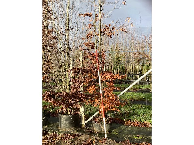 Groene beuk - sierboom - afbeelding 3 van  3