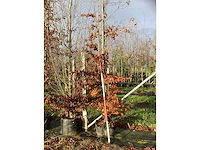Groene beuk - sierboom - afbeelding 3 van  3