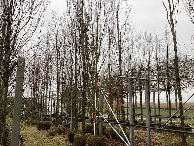 Groene beuk - sierboom - afbeelding 1 van  3