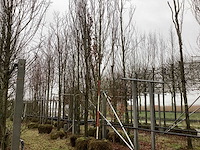 Groene beuk - sierboom - afbeelding 1 van  3