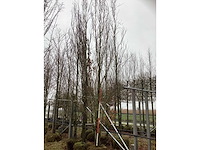 Groene beuk - sierboom - afbeelding 2 van  3