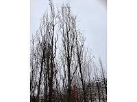 Groene beuk - sierboom - afbeelding 3 van  3