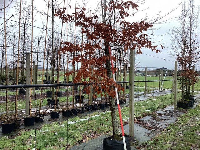 Groene beuk - sierboom - afbeelding 1 van  3