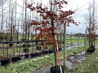 Groene beuk - sierboom - afbeelding 1 van  3