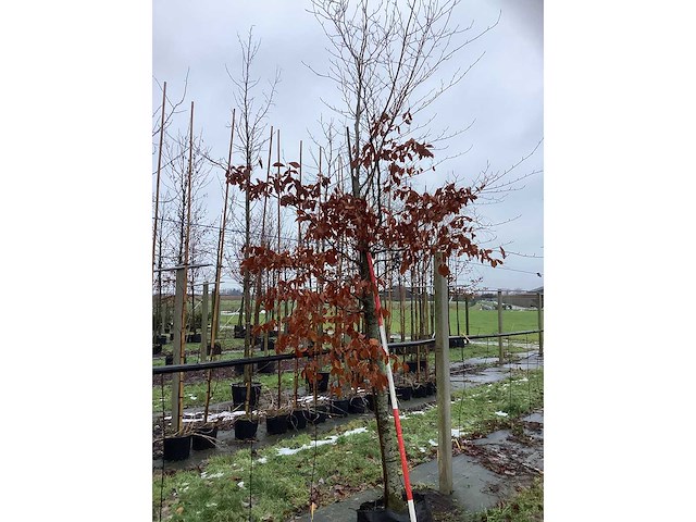 Groene beuk - sierboom - afbeelding 2 van  3