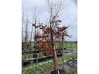 Groene beuk - sierboom - afbeelding 2 van  3