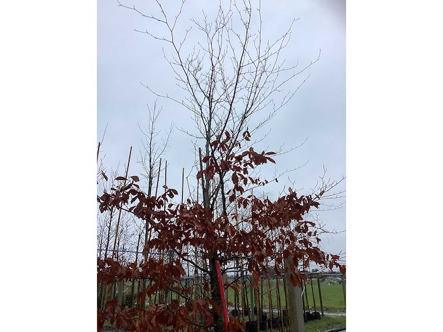 Groene beuk - sierboom - afbeelding 3 van  3