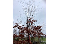 Groene beuk - sierboom - afbeelding 3 van  3