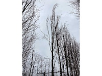 Groene beuk - sierboom - afbeelding 3 van  3