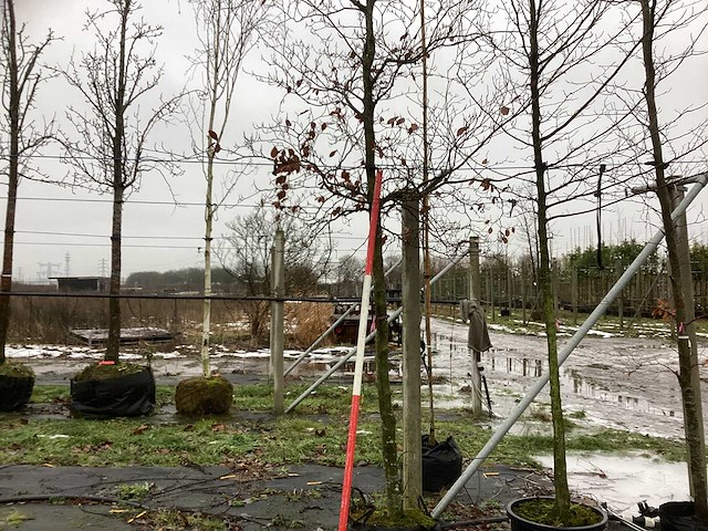 Groene beuk - sierboom - afbeelding 1 van  3