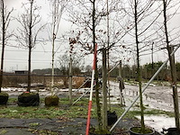 Groene beuk - sierboom - afbeelding 1 van  3