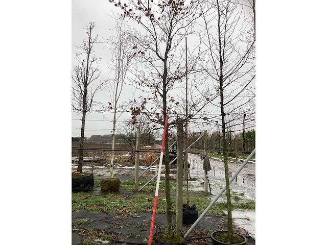 Groene beuk - sierboom - afbeelding 2 van  3
