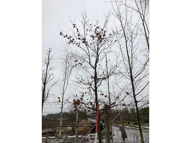 Groene beuk - sierboom - afbeelding 3 van  3