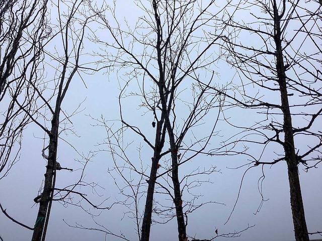 Groene beuk - sierboom - afbeelding 1 van  3