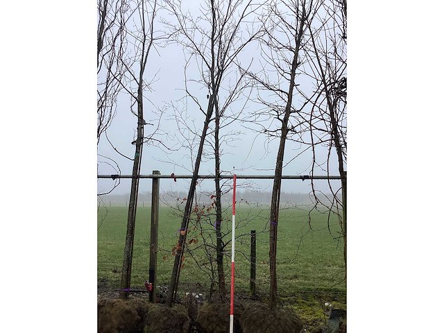 Groene beuk - sierboom - afbeelding 2 van  3