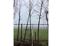 Groene beuk - sierboom - afbeelding 2 van  3