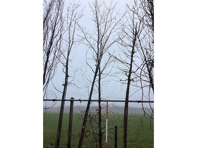 Groene beuk - sierboom - afbeelding 3 van  3