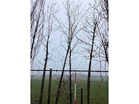 Groene beuk - sierboom - afbeelding 3 van  3