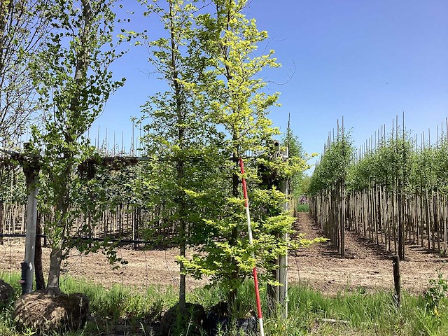 Groene beuk - sierboom - afbeelding 1 van  2