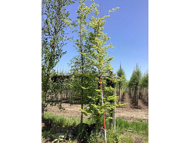 Groene beuk - sierboom - afbeelding 2 van  2