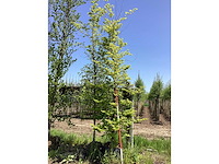 Groene beuk - sierboom - afbeelding 2 van  2