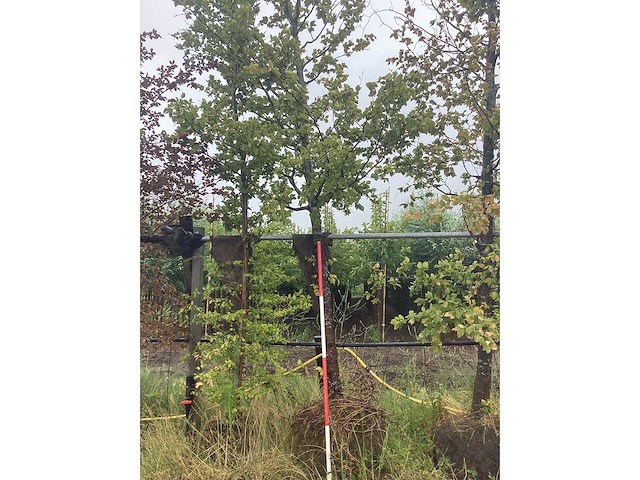 Groene beuk - sierboom - afbeelding 1 van  2