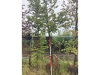 Groene beuk - sierboom - afbeelding 1 van  2