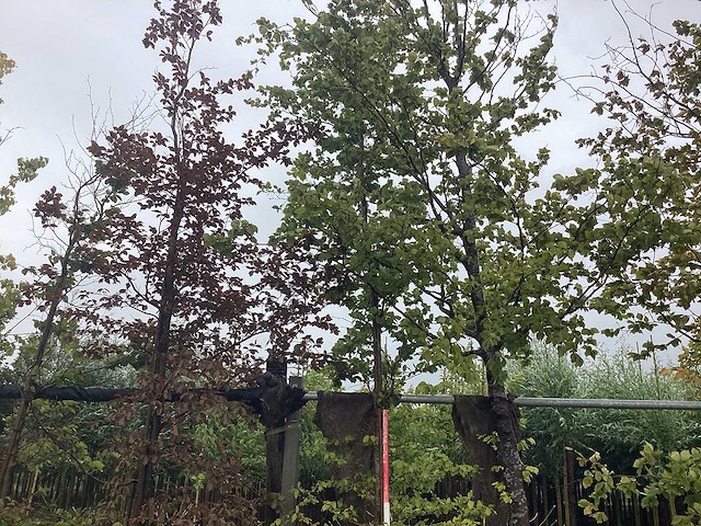 Groene beuk - sierboom - afbeelding 2 van  2