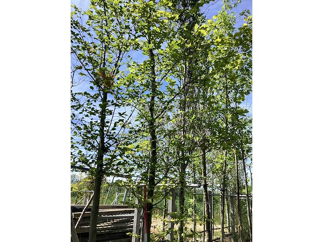 Groene beuk - sierboom - afbeelding 3 van  3