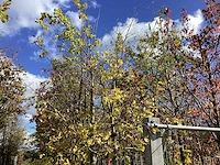Groene beuk - sierboom