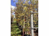 Groene beuk - sierboom - afbeelding 2 van  2
