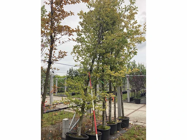 Groene beuk - sierboom - afbeelding 2 van  2
