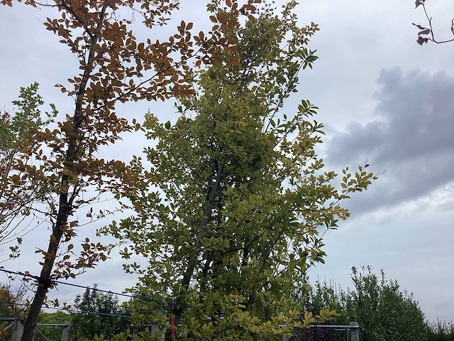 Groene beuk - sierboom - afbeelding 1 van  2