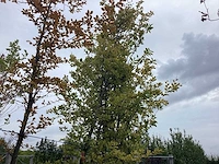 Groene beuk - sierboom