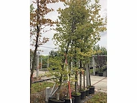 Groene beuk - sierboom - afbeelding 1 van  2
