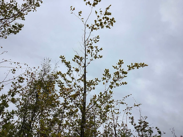 Groene beuk - sierboom - afbeelding 1 van  3
