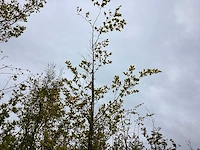 Groene beuk - sierboom