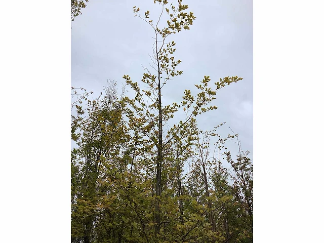 Groene beuk - sierboom - afbeelding 2 van  3